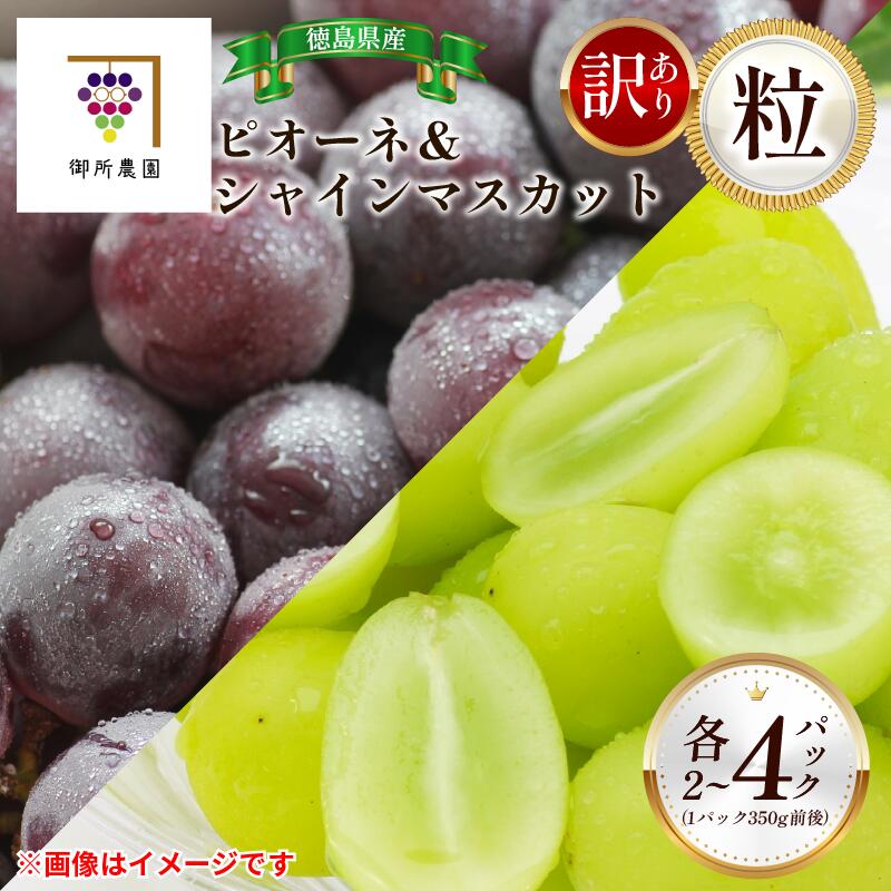 【ふるさと納税】 訳あり 粒 シャインマスカット ピオーネ 選べる 組み合わせ 約350g×4パック ＜出荷時期：2025年8月下旬～2025年9月下旬頃＞フルーツ ぶどう 葡萄 【内祝い 内祝 お祝い 御祝い 御祝 お礼 御礼 プレゼント ギフト 贈り物 御所農園 徳島県 阿波市 】