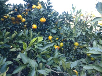 【周防大島産】宮川早生みかん（早生種）10kg