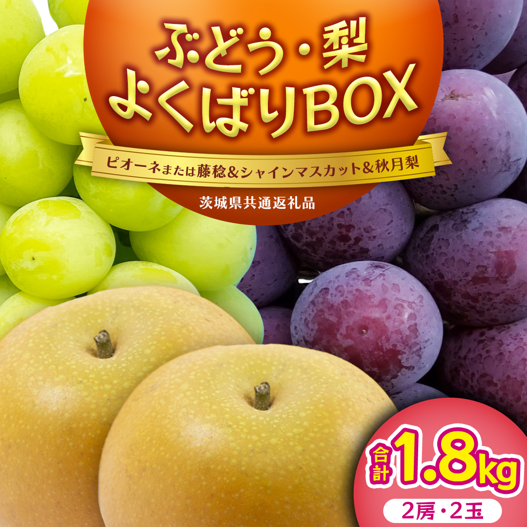 ≪ 種なし ≫ シャインマスカット ・ おまかせ黒ぶどう ・ 秋月 約 1.8kg [よくばりBOX] (茨城県共通返礼品:かすみがうら市) 2026年 マスカット ぶどう 葡萄 ブドウ フルーツ 果物 くだもの 旬 食べ比べ セット 詰め合わせ 国産 産地直送 ギフト 贈答 プレゼント 手土産 お土産 [DH025sa]