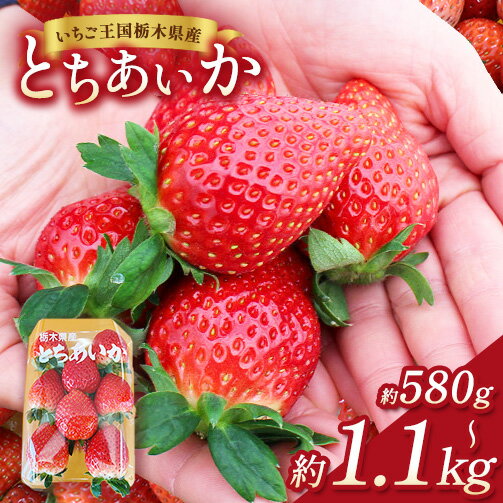 【ふるさと納税】【選べる内容量】【先行予約】出会いの森いちご園 とちあいか （290g×2パック/4パック） | いちご イチゴ 苺 栃木県 果物 くだもの フルーツ とちあいか 新鮮 贈答 ギフト ※離島への配送不可 ※2026年12月上旬頃から2027年3月下旬頃に順次発送予定