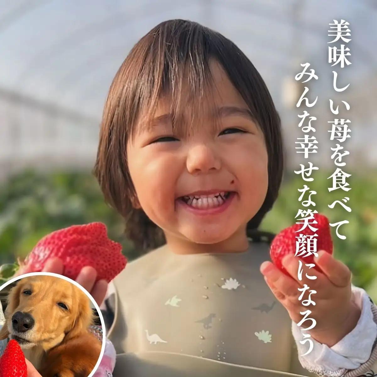 【先行予約】【2月から発送】山武市産 甘熟いちご 800g以上 おすすめの品種をお届け ／ふるさと納税 いちご イチゴ 苺 果物 くだもの フルーツ 旬のくだもの 季節のフルーツ 千葉県 山武市 SM
