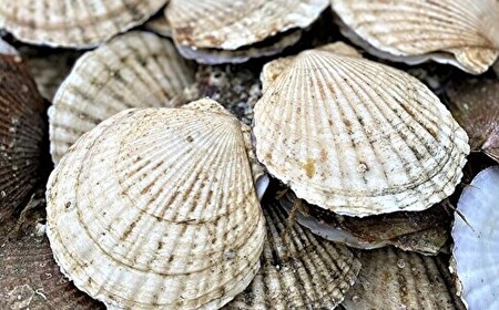 【先行予約】大玉「生」ほたて 500g（15?18玉）（令和7年12月1日より順次発送）【 ホタテ ほたて 生ホタテ 生ほたて 帆立 未冷凍 】 ABAE008