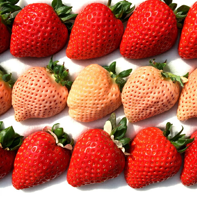 【ふるさと納税】紅白いちご「あまりん（赤）」と「淡雪（白）」 1ホール（12～18粒入り）