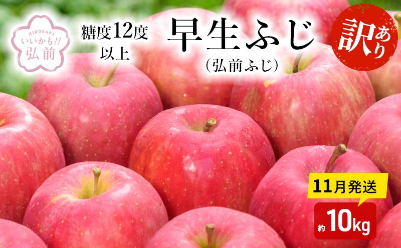 りんご 【 11月発送 】( 糖度12度以上 ) 訳あり 早生ふじ ( 弘前ふじ )約 10kg 【 弘前市産 青森りんご 】