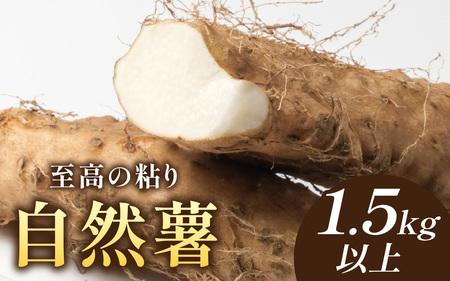 自然薯 1.5kg以上 福井県産｜ 自然薯 とろろ
