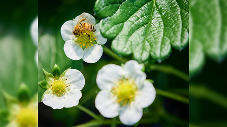 【12/17までの申込で年内にお届け！】 完熟 かおり野 約260g×4パック 年内お届け 国産 いちご イチゴ 苺 果物 フルーツ 茨城県産 KEK[BC082sa]