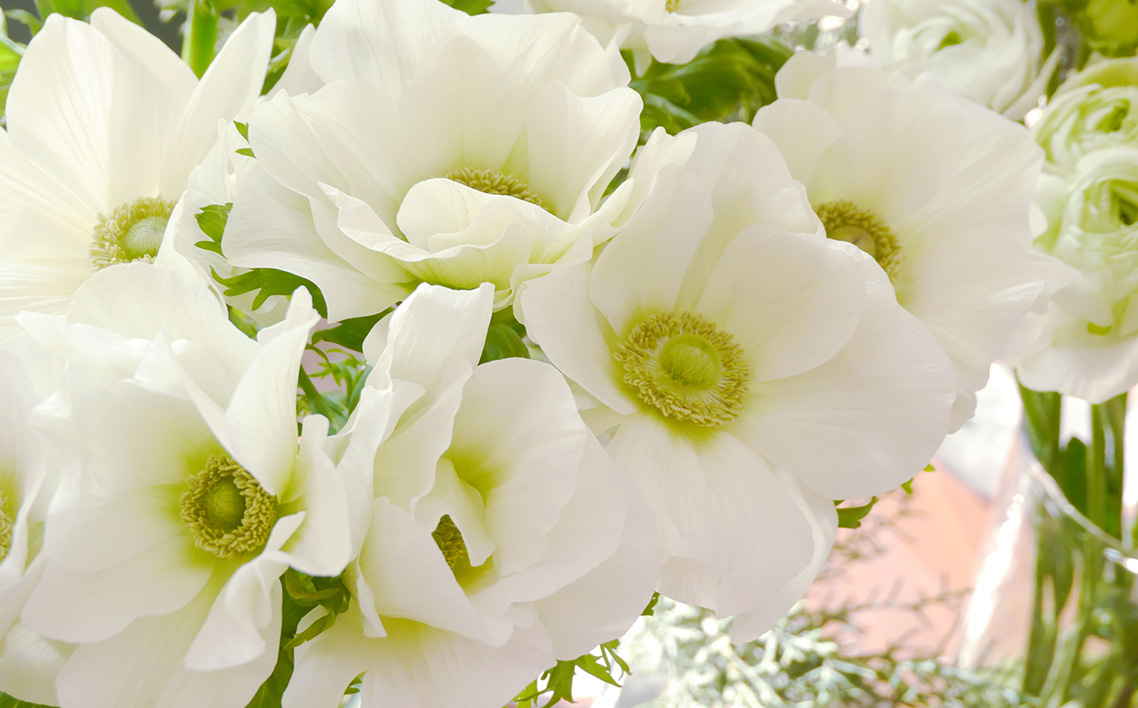 季節の花苗セット　アネモネ No.019