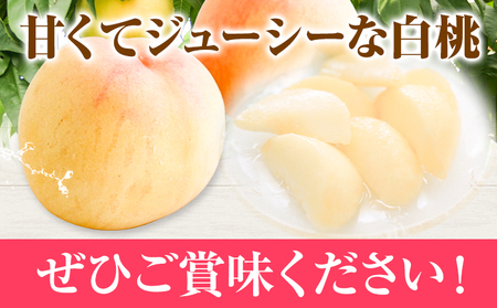 白桃 岡山 6玉 ウィズフラワーホールディングス《7月上旬-9月上旬頃出荷》岡山県 浅口市 桃 もも フルーツ 旬 果物 国産 岡山県産 送料無料 冷蔵【配送不可地域あり】