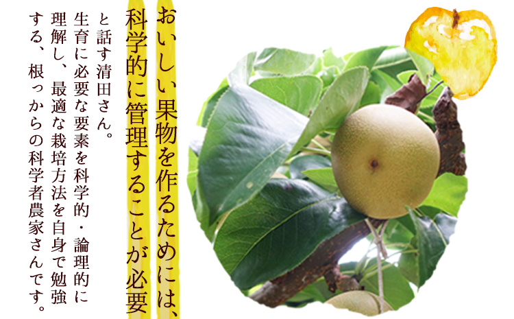清田フルーツの豊水梨 約5kg(12-20玉前後) 《8月上旬-8月末頃出荷》熊本県玉名郡玉東町 梨 なし 果物 フルーツ