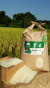 【令和7年産】古河市産 コシヒカリ15kg【倉持農園】 ｜  米 _AN02 ※2025年11月上旬頃より順次発送予定