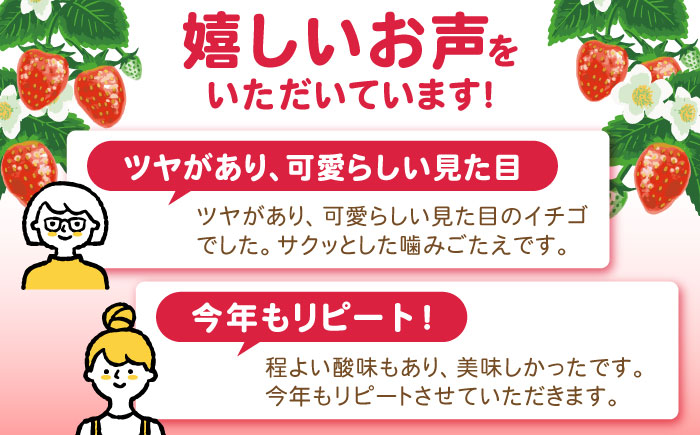 【2026年2月 初回発送】【3回定期便】南島原産 いちご 「恋みのり」約260g×4P / イチゴ 苺 フルーツ 果物 / 南島原市 / あゆみfarm [SFF003]
