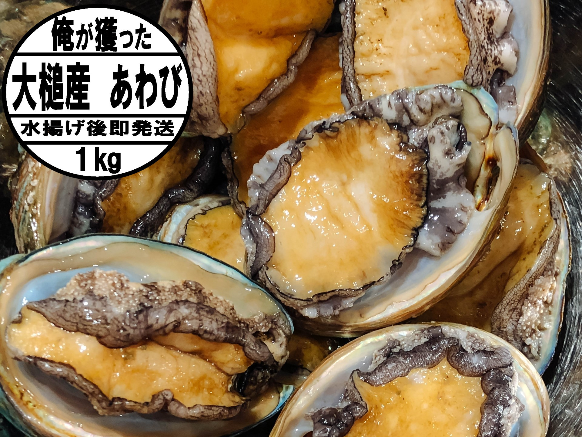 
アワビ 約1kg ( 4～7個) ※アワビヘラ＆軍手付き※【期間限定】｜11月～12月発送 三陸 岩手県 大槌町 あわび 人気 鮑 刺身 いわて iwate 2024 初栄丸
