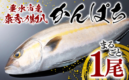 C3-7706／康秀の勘八 まるごと 1尾（内臓処理なし・3.5kg前後）