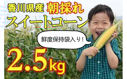 【先行予約受付中！】2026年産　善通寺市産 スイートコーン 2.5kg（鮮度保持袋入り）　（6月頃から発送開始予定）