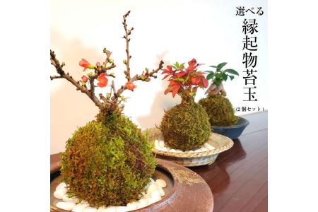 天然苔専門店 弥栄苔 選べる縁起物苔玉（２個セット）【1315】