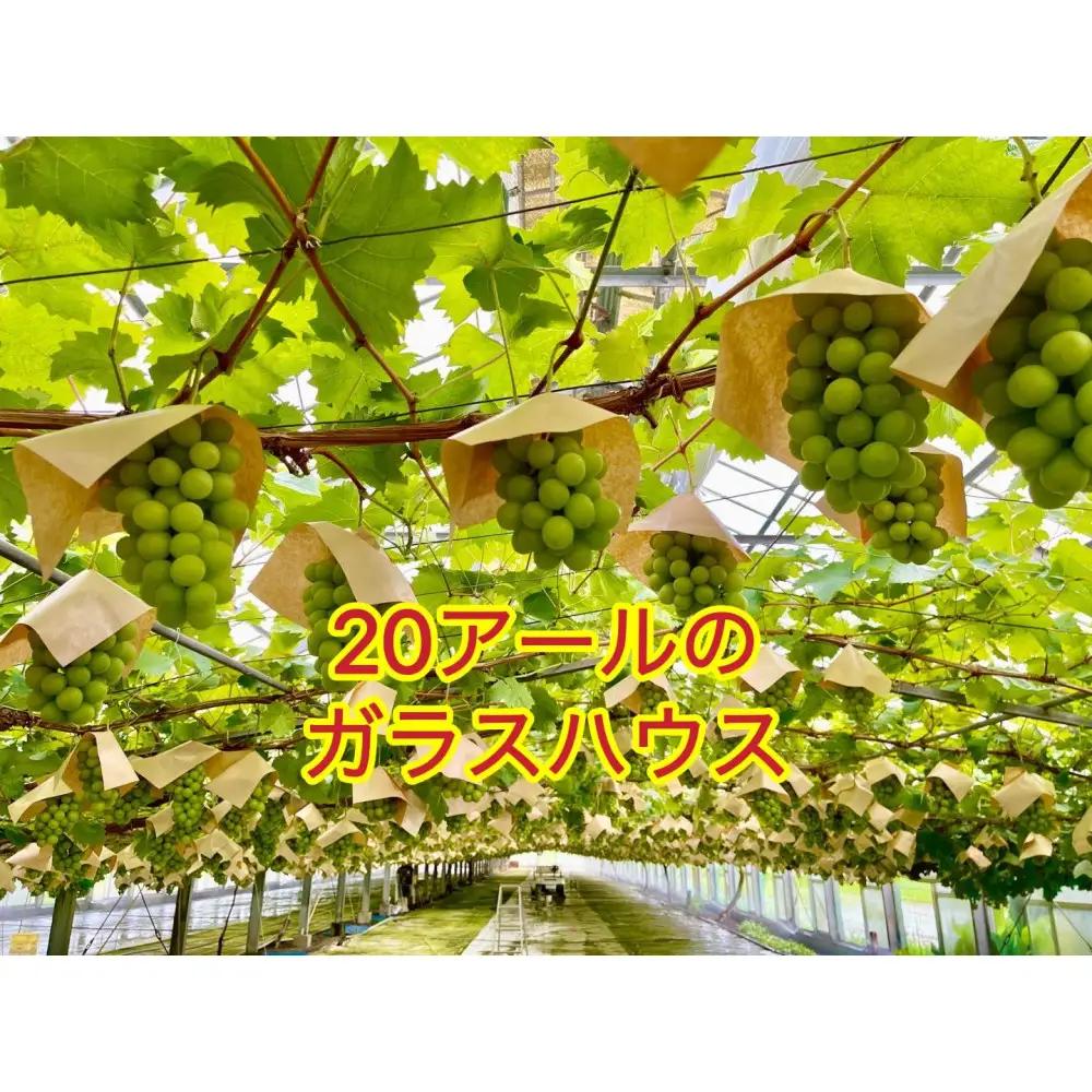 【2026年10月上旬から発送】ぶどう 2026年 紫苑 小分け 粒だけ 約170g 12パック 岡山 果物 フルーツ