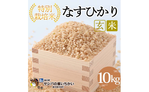 市貝町産 特別栽培米〈なすひかり〉玄米10kg ｜ 国産 栃木県産米 お米 特別栽培米 栃木米 とちぎ米 ※離島への配送不可 ※2025年9月中旬頃より順次発送予定