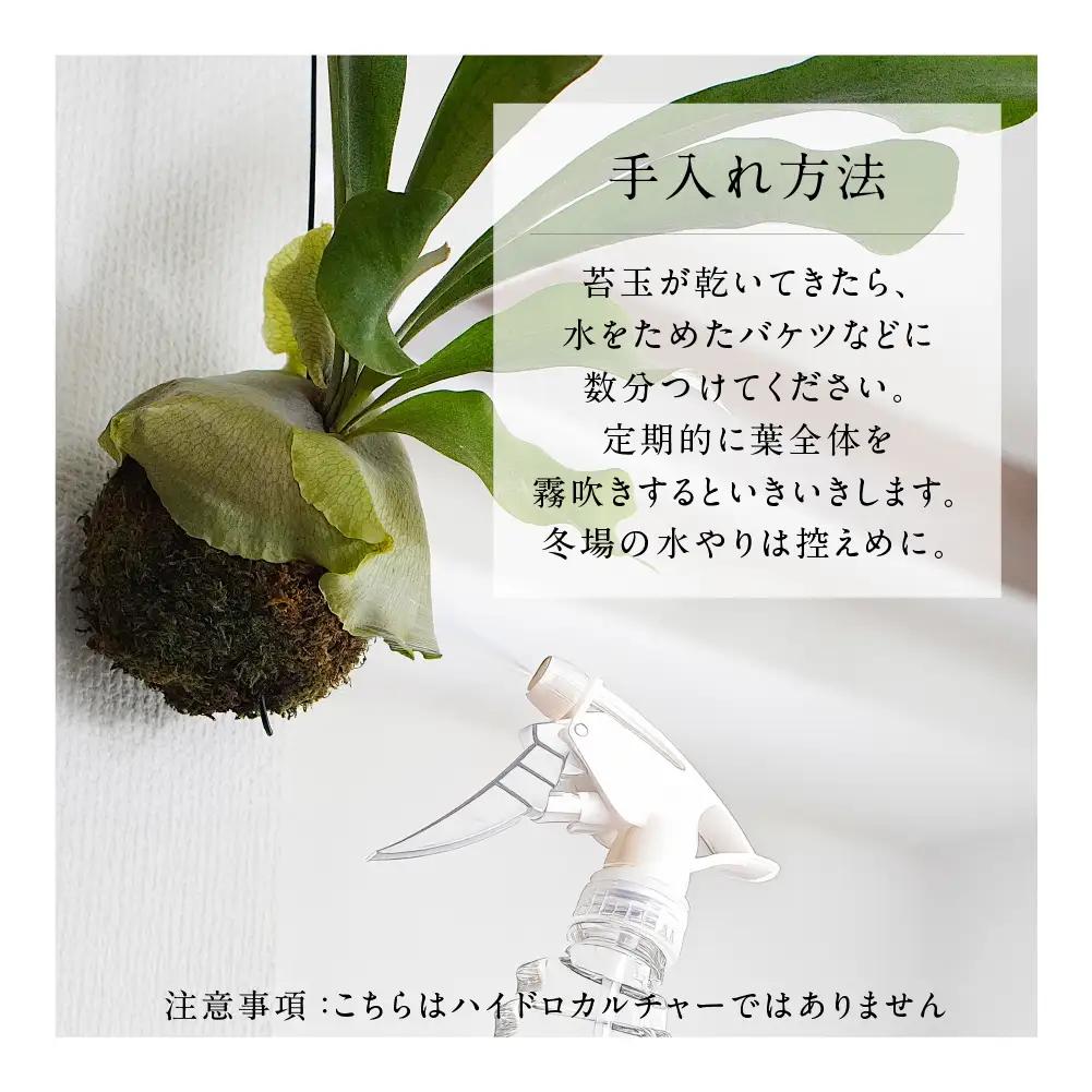 コウモリラン（ビカクシダ） 苔玉 インテリア 緑 グリーン 植物 簡単 初心者 かわいい 自然 おしゃれ 送料無料 Green Walk グリーンウォーク 愛知県 豊橋市