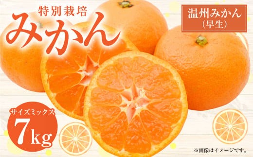 【先行受付】 特別栽培みかん（早生） 7kg サイズミックス 早生みかん 温州みかん みかん ミカン 蜜柑 フルーツ 柑橘 果物 果実 熊本県 上天草市【2025年11月上旬から12月上旬発送開始】