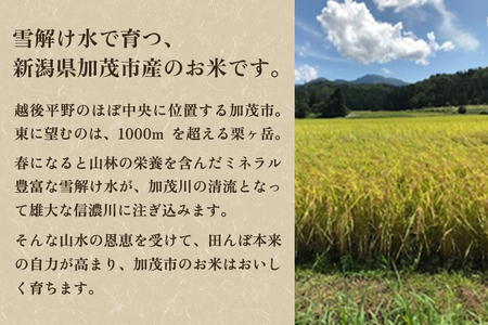 【令和7年産新米先行予約】加茂市産コシヒカリ 精米2kg 《9月下旬～順次出荷》 こしひかり 新潟米 お米 白米 ライス ご飯 加茂市 捧運次商店 