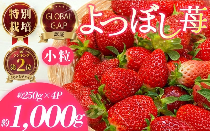 
            小粒いちご 特別栽培 よつぼし 計1kg 先行受付 2026年3月発送開始 約 250g × 4パック GLOBALG.A.P.認証 ブランドいちご 苺 イチゴ ストロベリー strawberry フルーツ 果物 旬 数量限定 期間限定 産地直送 おすすめ ichigo リッチフィールド株式会社 湘南 藤沢 神奈川
          