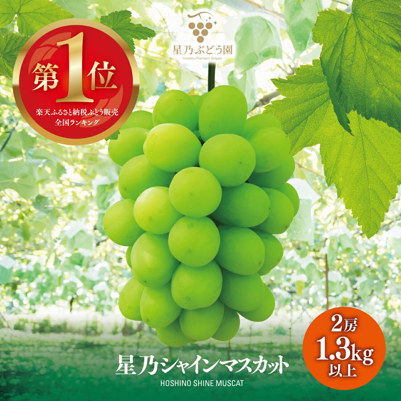 【ふるさと納税】先行予約【三つ星ブランド】星乃シャインマスカット 数量限定 (岡山県産)2房(1.3kg以上)_ シャインマスカット ぶどう 葡萄 ブドウ 果物 くだもの マスカット フルーツ 人気 美味しい 【配送不可地域：離島・北海道・沖縄県】【1418979】