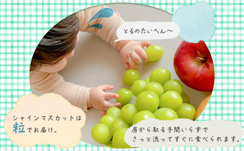 シャインマスカット1.3kg　（粒）　マスカット　ブドウ　ぶどう　葡萄　シャインマスカット　甘い　フルーツ　スイーツ　粒　山梨　山梨県 1.3kg