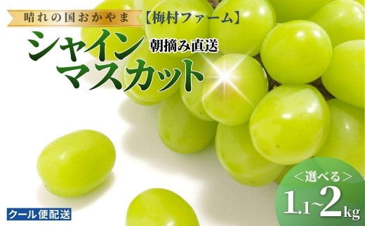 
                  【2026年発送分 先行予約】【梅村ファーム】＜選べる容量＞朝摘み直送 シャインマスカット 1.1〜2kg【030-a016-sku】
                