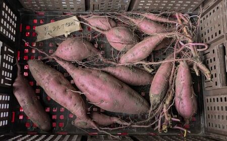 雪解け甘藷「シルクスイート」訳アリ 甘い 甘さ凝縮 訳あり品 さつまいもスイーツ シルクスイート さつまいも 寒冷地 なめらか 青森県 三戸町 CE-25-005