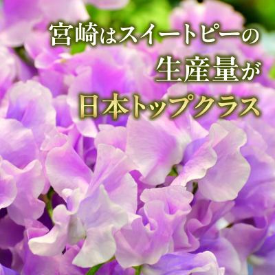 ふるさと納税 高千穂町 スイートピー(2月限定) |  | 01