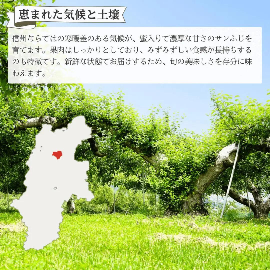 【2026年先行予約】りんご サンふじ 家庭用 訳あり 約5kg|りんご
