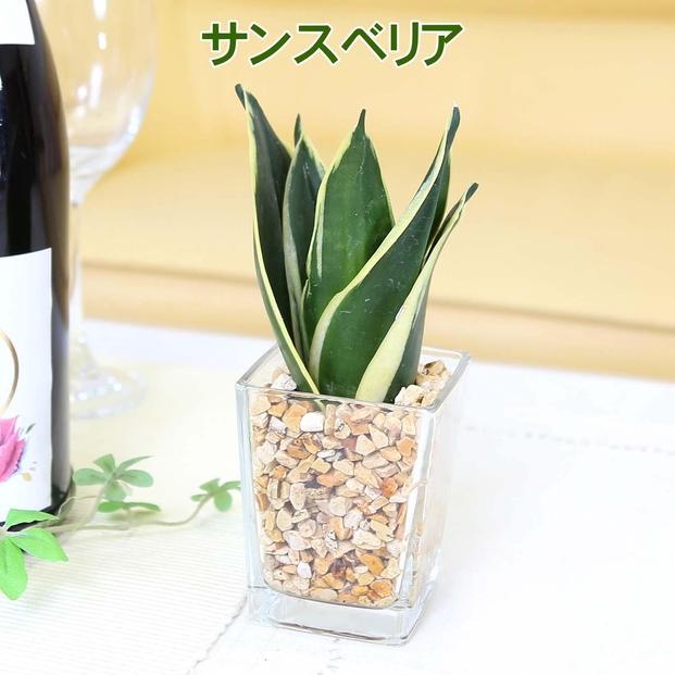 【観葉植物】土を使わないで清潔なミニ観葉植物 ゼオライト植え・ガラス鉢 スクエア形 2鉢セット（サンスベリア）｜観葉植物 インテリア 部屋 おしゃれ 福岡県筑前町 送料無料