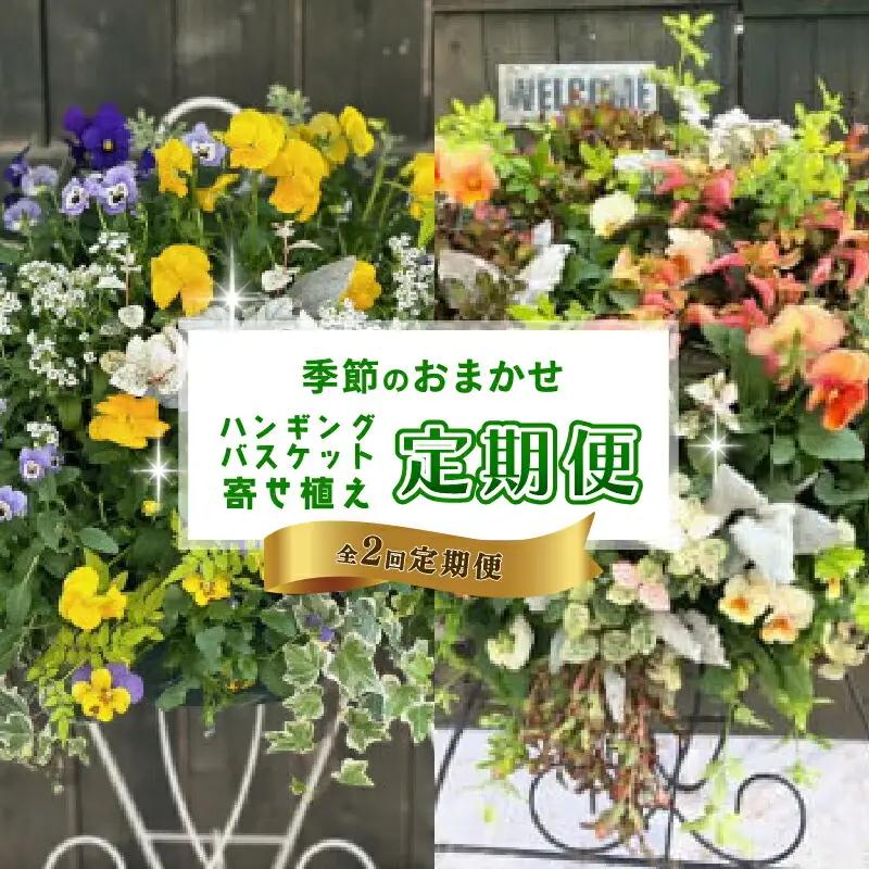 【全2回定期便】 【オンライン決済限定】 花 ハンギングバスケット 寄せ植え 生花 自然 お花 植物 フラワー ギフト ガーデニング 飾り 庭 ベランダ 壁掛け 贈り物 おすすめ オススメ 静岡県 藤