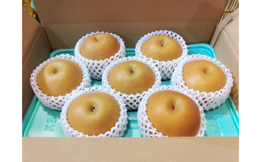 【先行予約】栃木県産　大玉の梨【にっこり】5kg サイズ：7～5玉 ※2026年10月～発送