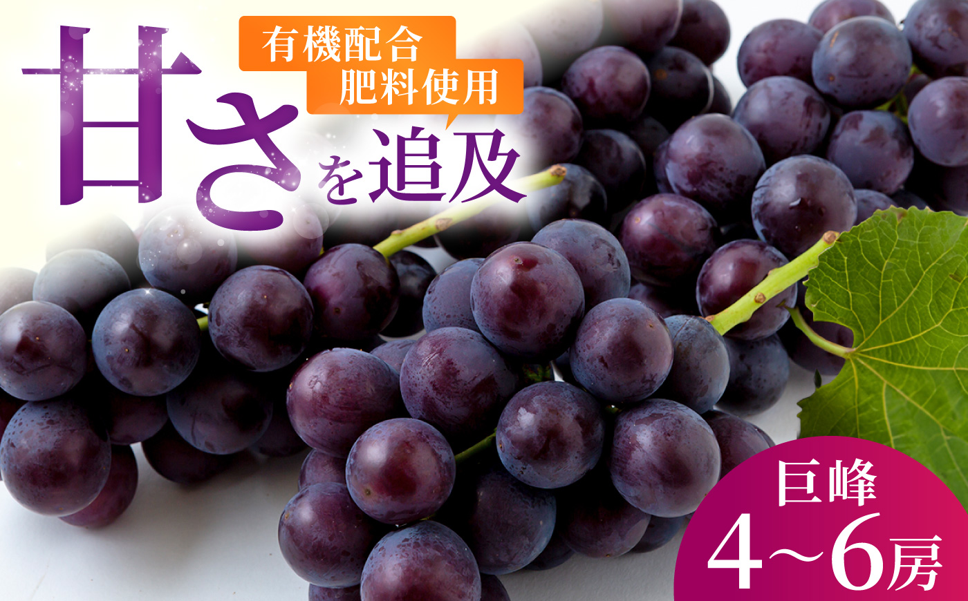 【先行予約】コクのある甘さ 種あり 巨峰 4房から6房 2026年8月下旬から9月上旬 出荷予定【春光園】 ぶどう ブドウ 葡萄 巨峰 種あり 果物 フルーツ