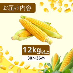 【6月下旬から7月下旬まで発送】とうもろこし ゴールドラッシュ 12kg以上 