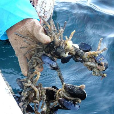 ふるさと納税 山田町 釣り エサ 用 塩エラコ 100g×3パック |  | 01