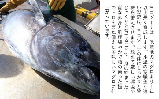 【本マグロ・豊後マグロ】豊後まぐろヨコヅーナ 中落ち 200g×2（本まぐろ） | マグロ まぐろ ぶんごまぐろ マグロ中落 マグロ希少 まぐろ中 まぐろ部位 まぐろヨコヅーナ 刺し身 大分県産 九州