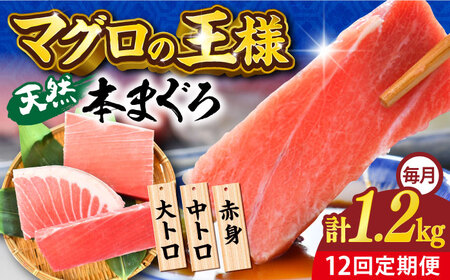 【全12回定期便】天然 本まぐろ 大トロ・中トロ・赤身（約200ｇ×6柵）約1200ｇ 【横須賀商工会議所 おもてなしギフト事務局（本まぐろ直売所）】 [AKAK079]