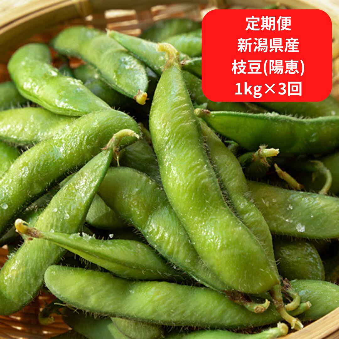 【ふるさと納税】【先行予約】 [定期便 1kg×3回] 新潟県産 枝豆（陽恵） 令和8年度 朝採り枝豆1kgを3回お届け 堀川農園【030S034】