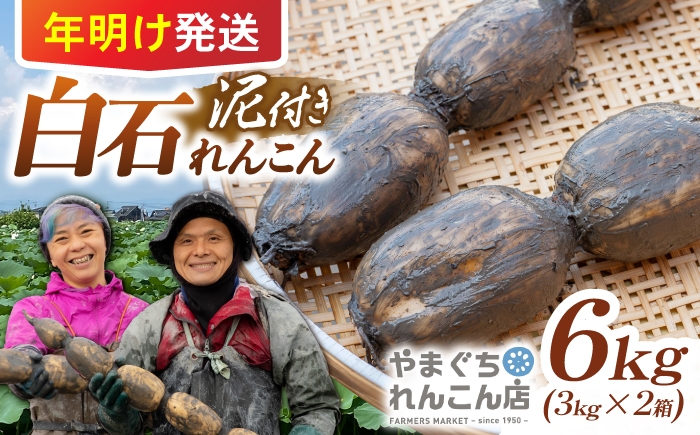 
                  【先行予約 2027年1月～発送】【年明け発送】【祖母は104歳 健康長寿の源！】 白石れんこん6kg（3kg×2箱） 【やまぐちれんこん店】蓮根 レンコン 根菜 野菜 佐賀県産 白石 [ICT007]
                