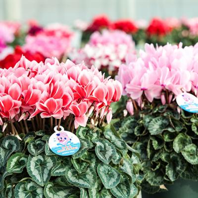 ふるさと納税 南相馬市 【2026年 先行予約】シクラメン 色おまかせ 6号 | 花ギフト プレゼント 花苗 鉢植 根本園芸 |  | 01