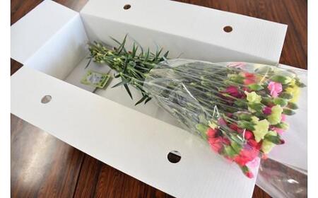 宮田村産『カーネーション』の花束（通常発送、11月～翌3月発送）[ カーネーション 花束 ]