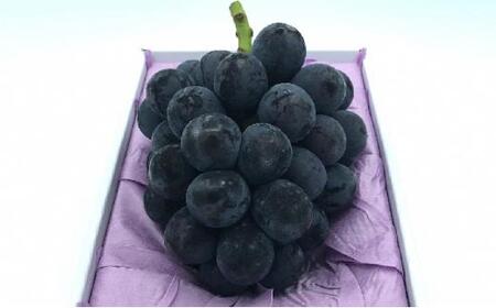 ぶどう 2026年 ニュー ピオーネ 1房（1房約600g前後）産地直送 ぶどう ピオーネ