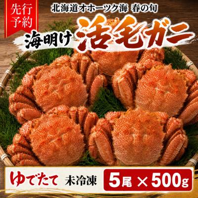 ふるさと納税 旭川市 【先行予約】北海道オホーツク産海明け活毛ガニボイル(チルド 冷蔵配送)500g前後×5_03503