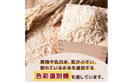 【定期6回】新米 令和8年度 栃木県産 こしひかり 白米 5kg × 4袋 （合計20kg） | ふるさと 納税 コシヒカリ お米 精米 白米 玄米 大粒 共通返礼品 送料無料 那珂川町 栃木県【栃木