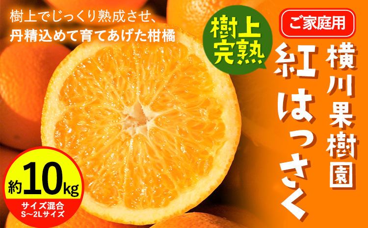 【ふるさと納税】【先行受付】樹上完熟 紅はっさく 約10kg S〜2L 家庭用 サイズ混合 横川果樹園 《2026年4月上旬-5月上旬頃出荷》 和歌山県 日高川町 みかん 完熟 柑橘 フルーツ 八朔 はっさく