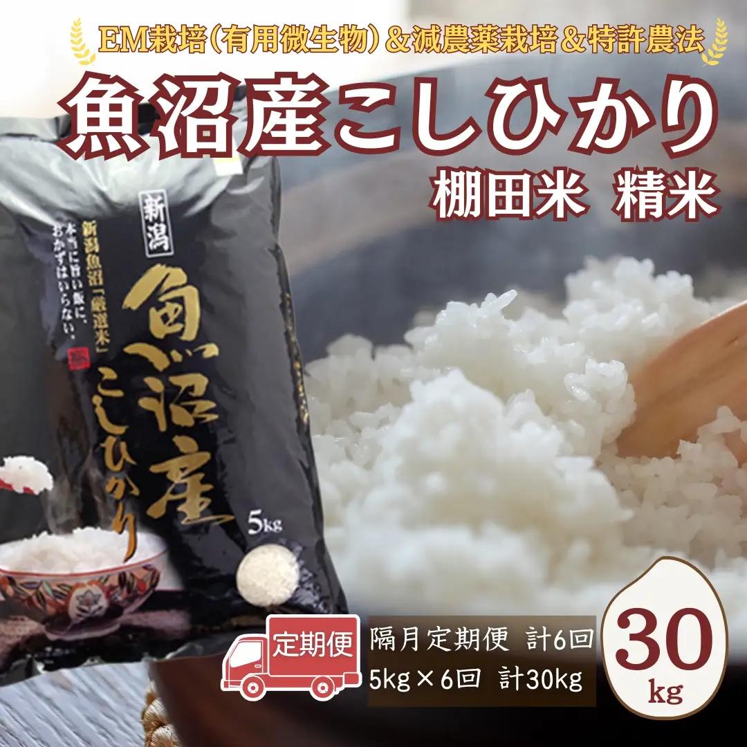 【令和8年 先行予約 定期便】魚沼産コシヒカリ 30kg (5キロ×6回) 佐藤農場 | 新潟県 コシヒカリ おこめ