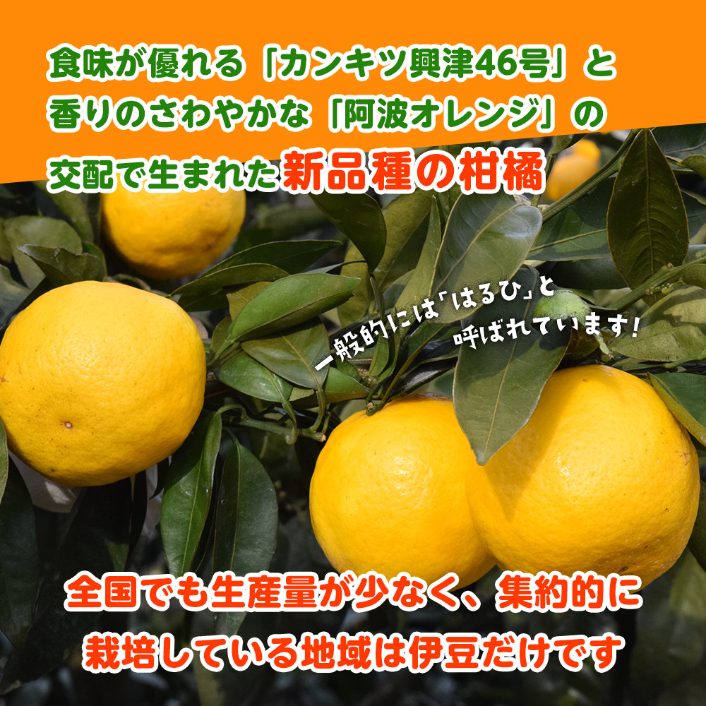【2月配送】いずのはる　赤秀（最高級）　5kg　JAふじ伊豆　静岡県産 1382 ／ JAふじ伊豆 いずのはる 赤秀 贈り物 静岡県 東伊豆町