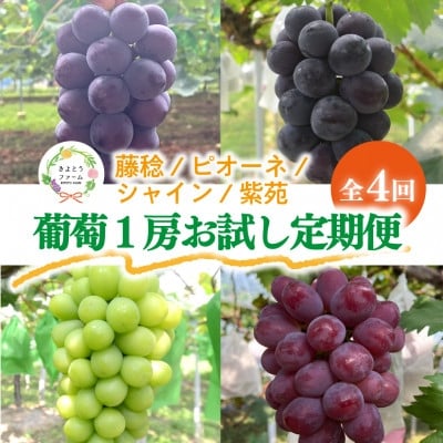 
            ＜発送月固定定期便＞＜2026年先行予約＞お試し4回便藤稔・ピオーネ・シャイン・紫苑 /岡山産全4回【4077861】
          